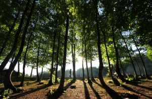 Selman Dede Mesire Alanı